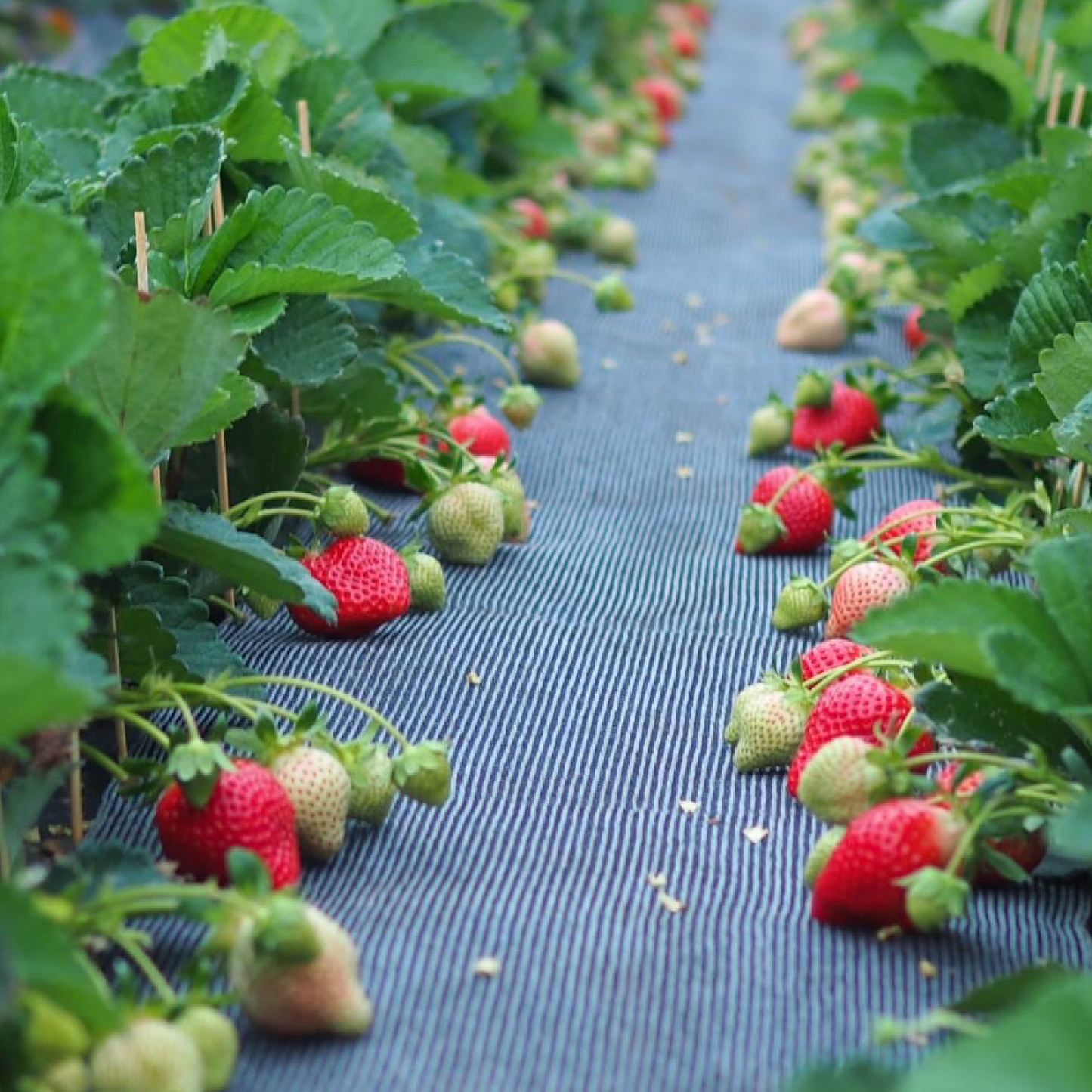 福岡産直 あまおう 430g✕1箱(化粧箱 アソート5Lサイズ×9玉)【送料無料】