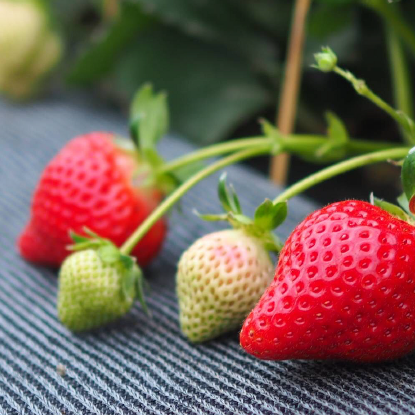 福岡産直 あまおう 250g✕2パック(平パック 6~12玉)【送料無料】