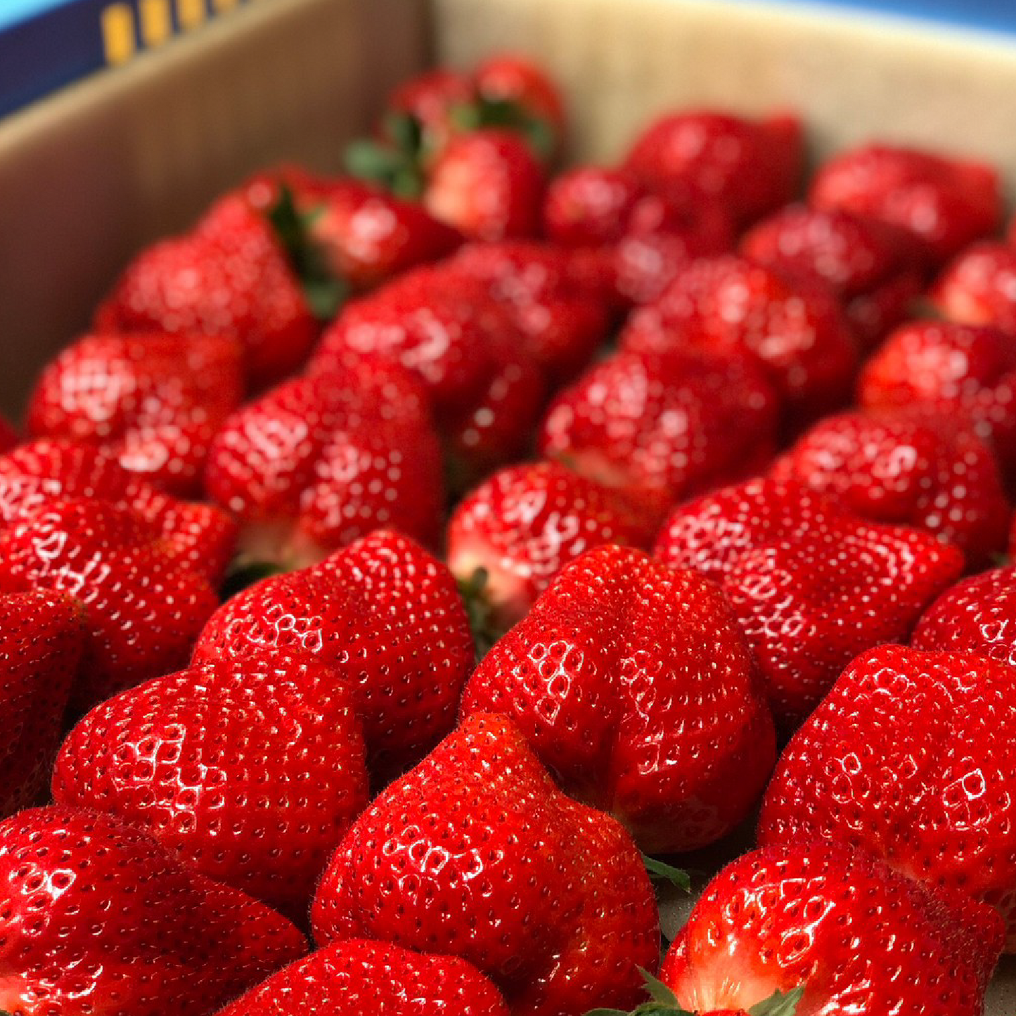 福岡産直 あまおう 250g✕4パック(家庭用アソートサイズ 平パック 6~12玉)【送料無料】