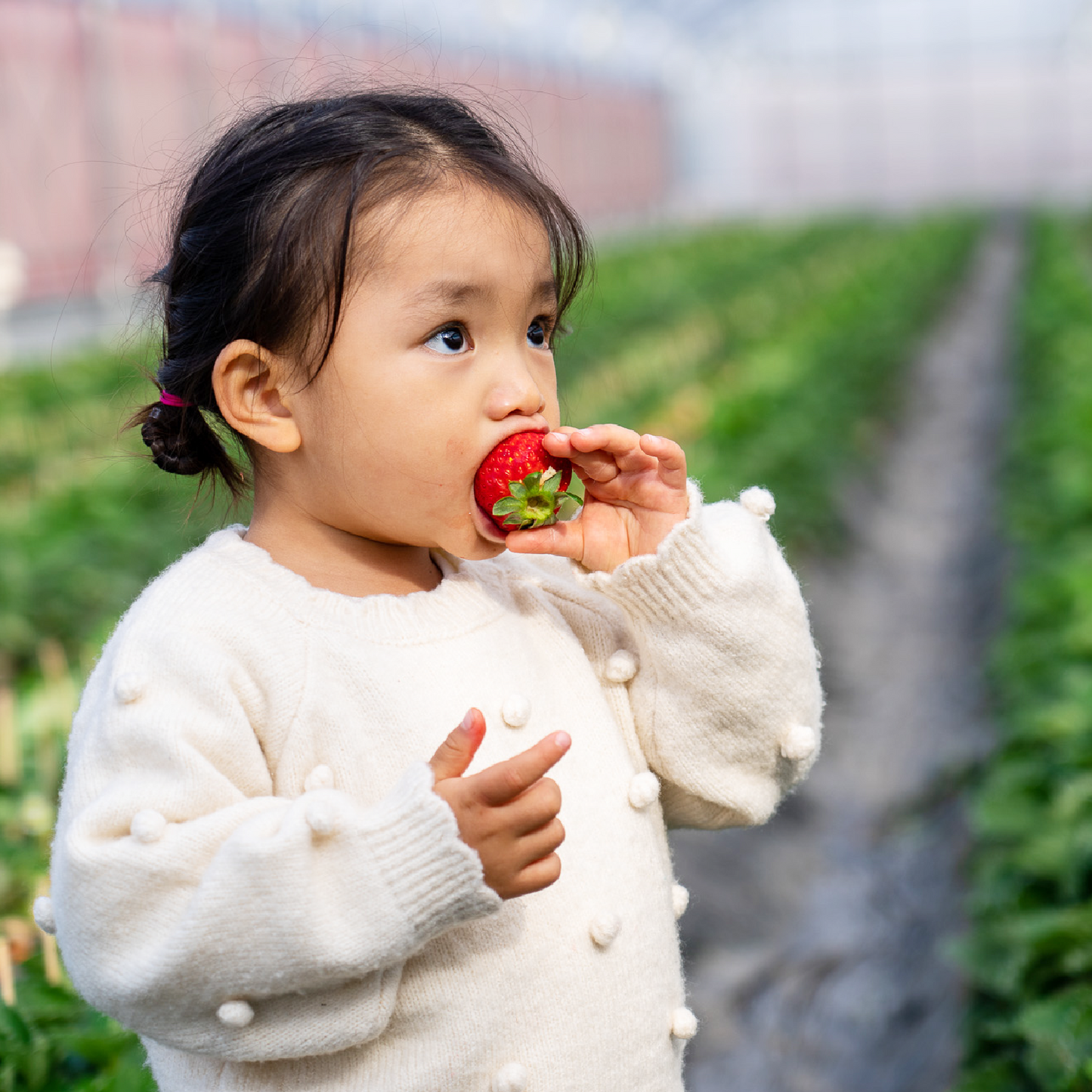 福岡産直 あまおう 250g✕2パック(家庭用アソートサイズ 平パック 6~12玉)【送料無料】