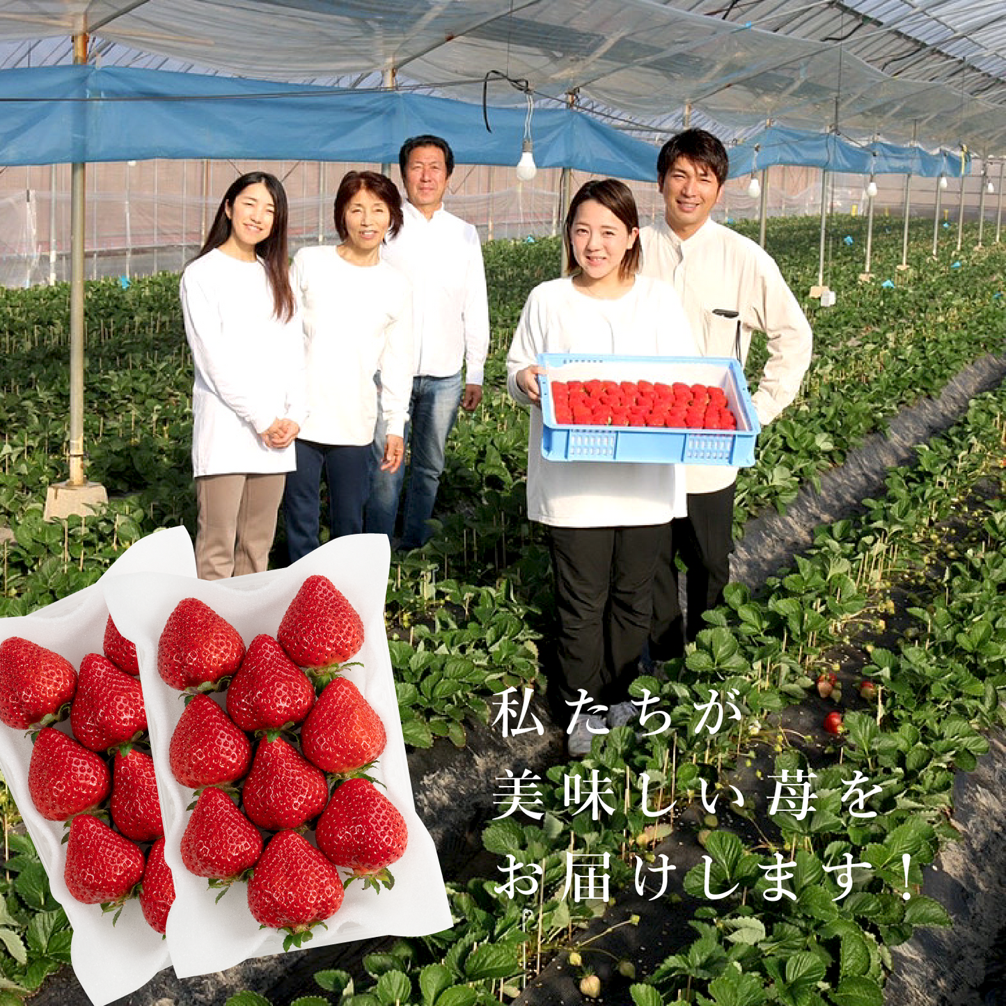 福岡産直 あまおう 250g✕4パック(家庭用アソートサイズ 平パック 6~12玉)【送料無料】